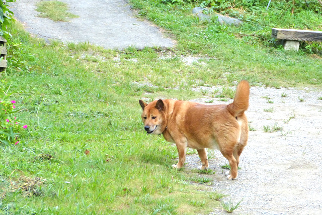 自信が無い犬